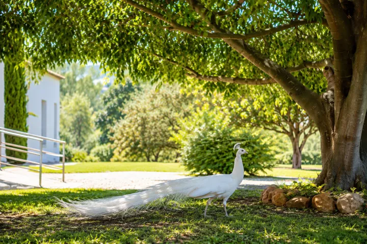 Jardín arbolado junto a una de las villas de la finca en Ondara
