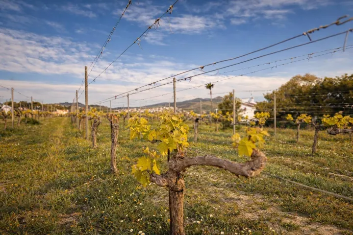 Ferme méditerranéenne avec vignobles privés et vue sur le Montgó, entre Jávea et Benitachell